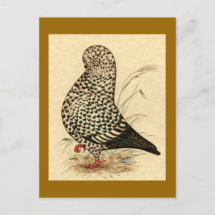 Tumbler Pigeon LFCL Splash Postcard