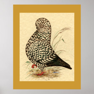 Tumbler Pigeon LFCL Splash Poster