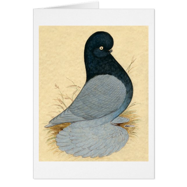 Tumbler Pigeon Muffed Andalusian (Front)