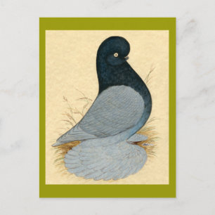 Tumbler Pigeon Muffed Andalusian Postcard