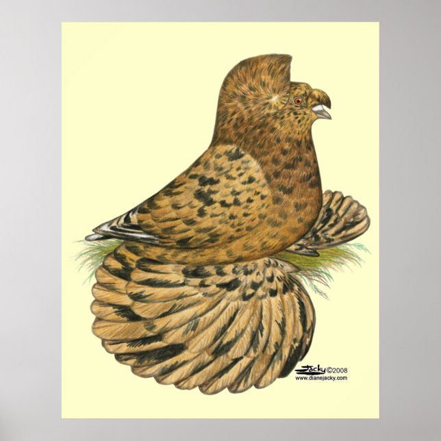 Tumpeter Pigeon Almond Poster (Front)