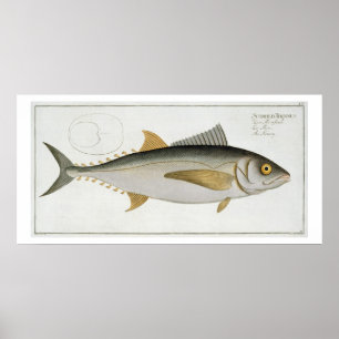 Tuna (Scomber Thynnus) plate LV from 'Ichthyologie Poster