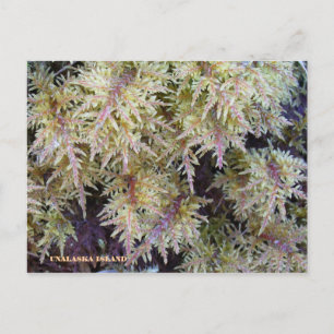 Tundra Moss, Unalaska Island Postcard
