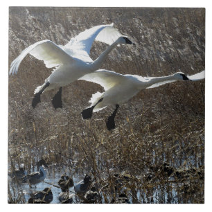 Tundra Swan Birds Wildlife Animals Tile