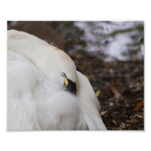 Tundra Swan Catching a Nap Photography Print