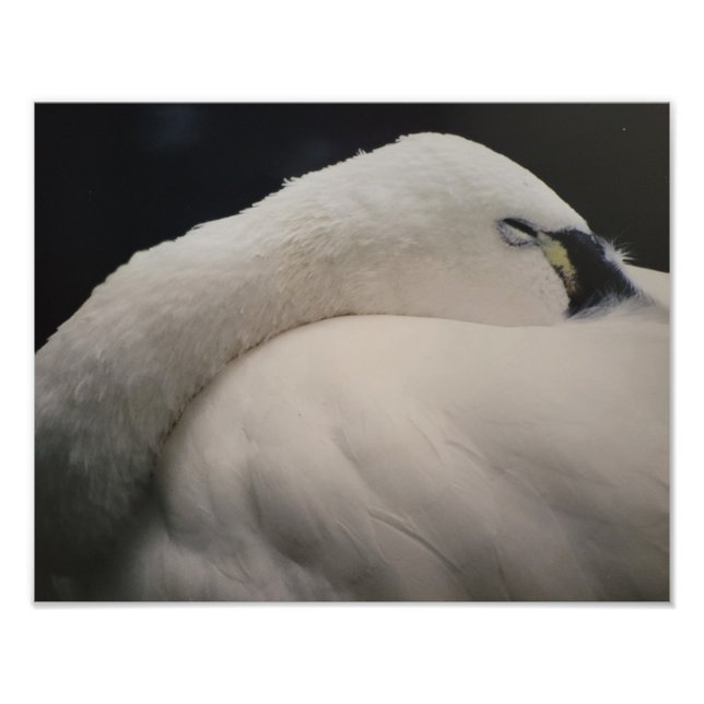 Tundra Swan sleeping Photo Enlargement (Front)