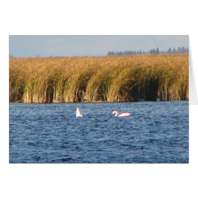 Tundra Swans (Front Horizontal)