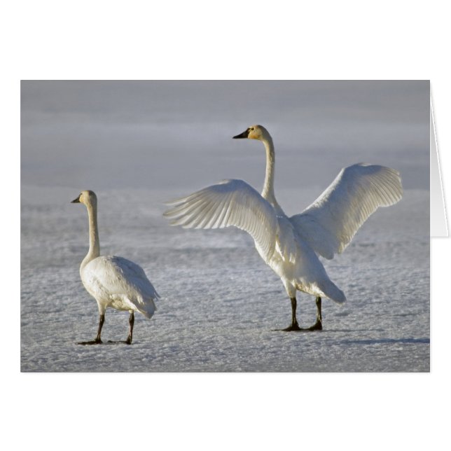 Tundra Swans (Cygnus columbianus) (Front Horizontal)