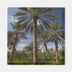 Tunisia, Ksour Area, Ksar Ghilane, date palm 2 Magnet