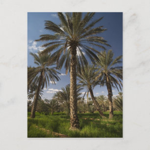 Tunisia, Ksour Area, Ksar Ghilane, date palm 2 Postcard