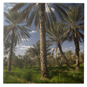 Tunisia, Ksour Area, Ksar Ghilane, date palm Ceramic Tile