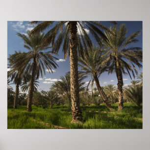 Tunisia, Ksour Area, Ksar Ghilane, date palm Poster