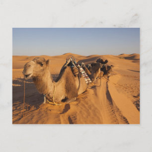 Tunisia, Ksour Area, Ksar Ghilane, Grand Erg 5 Postcard