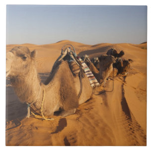 Tunisia, Ksour Area, Ksar Ghilane, Grand Erg 5 Tile
