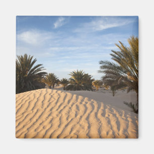 Tunisia, Sahara Desert, Douz, Great Dune, palm 2 Magnet