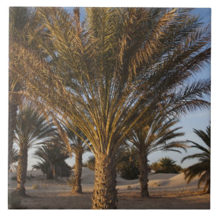 Tunisia, Sahara Desert, Douz, Great Dune, palm Ceramic Tile