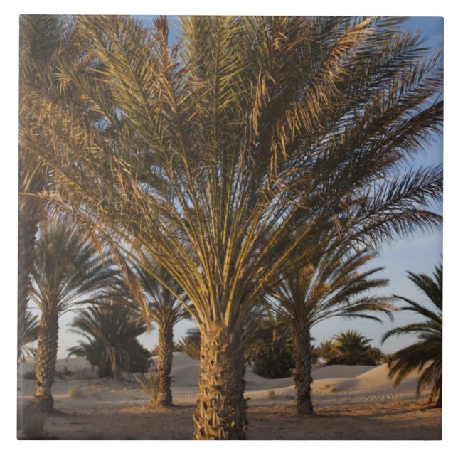 Tunisia, Sahara Desert, Douz, Great Dune, palm Ceramic Tile (Front)