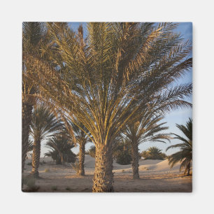 Tunisia, Sahara Desert, Douz, Great Dune, palm Magnet