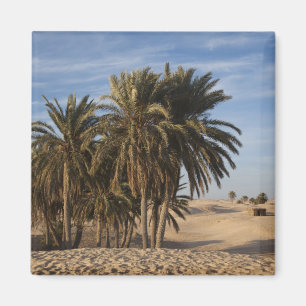 Tunisia, Sahara Desert, Douz, Great Dune, palm Magnet
