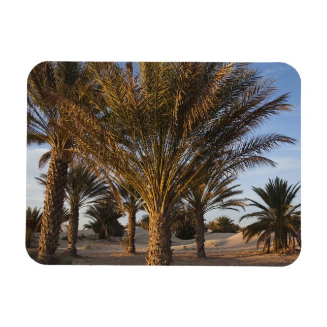 Tunisia, Sahara Desert, Douz, Great Dune, palm Magnet (Horizontal)