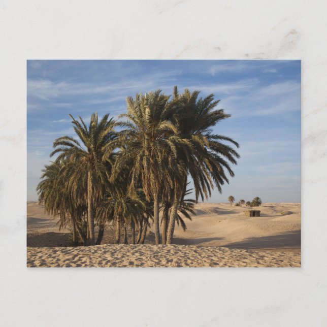Tunisia, Sahara Desert, Douz, Great Dune, palm Postcard (Front)