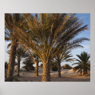 Tunisia, Sahara Desert, Douz, Great Dune, palm Poster