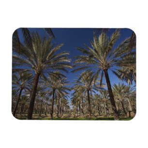 Tunisia, Sahara Desert, Douz, Zone Touristique, 2 Magnet