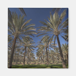 Tunisia, Sahara Desert, Douz, Zone Touristique, 2 Magnet