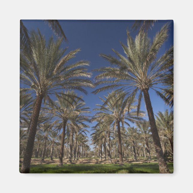 Tunisia, Sahara Desert, Douz, Zone Touristique, 2 Magnet (Front)