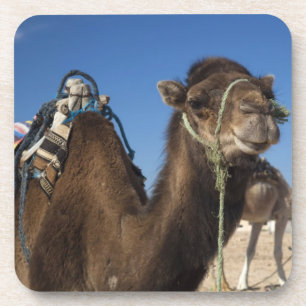 Tunisia, Sahara Desert, Douz, Zone Touristique, Coaster