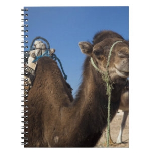 Tunisia, Sahara Desert, Douz, Zone Touristique, Notebook
