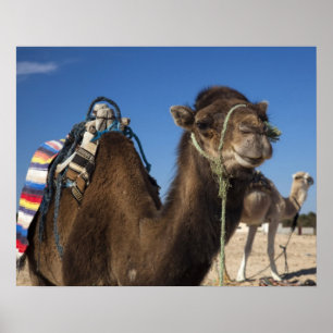 Tunisia, Sahara Desert, Douz, Zone Touristique, Poster