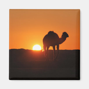 Tunisian desert, camel at sunset magnet