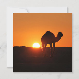 Tunisian Desert landscape photograph with camel