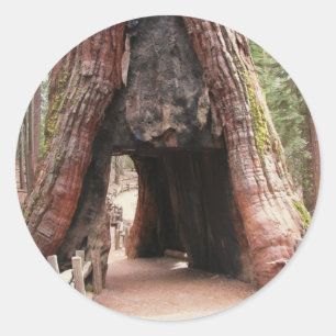 Tunnel Tree- Yosemite Classic Round Sticker