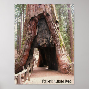 Tunnel Tree- Yosemite Poster
