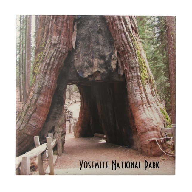 Tunnel Tree- Yosemite Tile (Front)