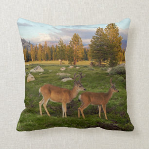 Tuolumne Meadow, Yosemite Cushion