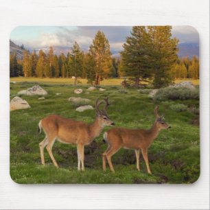 Tuolumne Meadow, Yosemite Mouse Pad