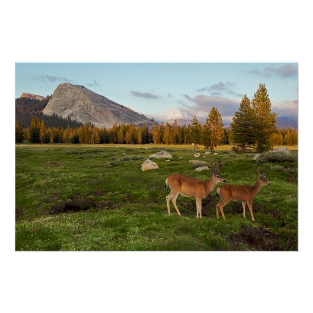 Tuolumne Meadow, Yosemite Poster (Front)
