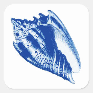 Turban Conch Shell, Indigo Blue and White Square Sticker