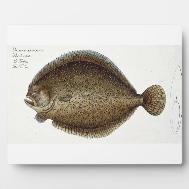 Turbot (Pleuronectes Maximus) plate XLIX from 'Ich Plaque (Front)