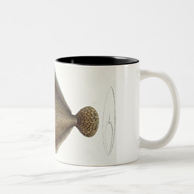 Turbot (Pleuronectes Maximus) plate XLIX from 'Ich Two-Tone Coffee Mug (Right)