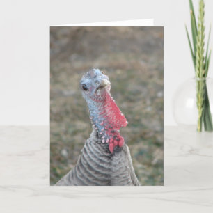 Turk, Turk the Turkey Hen Card
