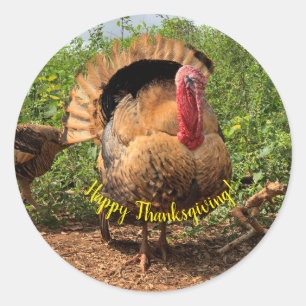 Turkey Animal Thanksgiving Classic Round Sticker