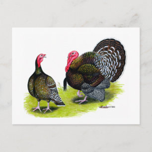 Turkey Broad Breasted Bronze Postcard