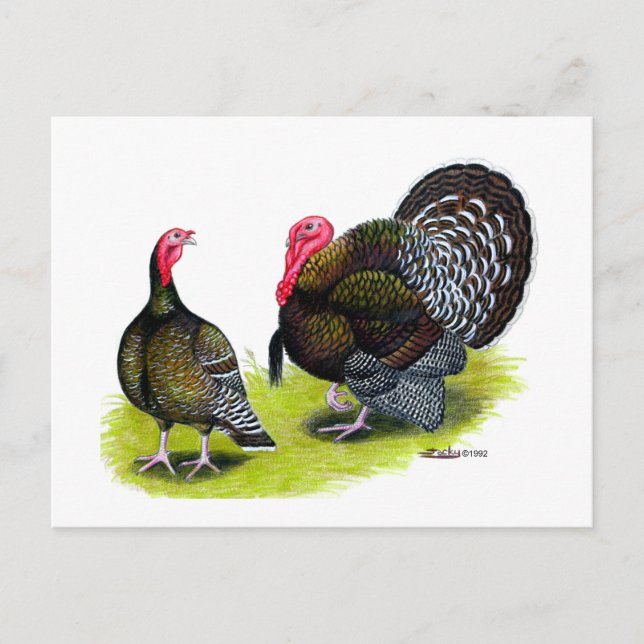 Turkey Broad Breasted Bronze Postcard (Front)