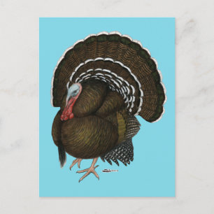 Turkey Bronze Tom Postcard