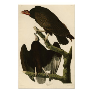 Turkey Buzzard from Audubon's Birds of America Photo Print