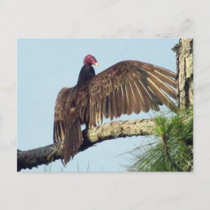 Turkey Buzzard Vulture  Postcard